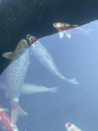 Image 4 of Koi Carp - 11 fish from 45cm to 60+ cm