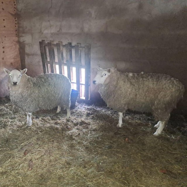 Preview of the first image of 2 texel cross Welsh rams.
