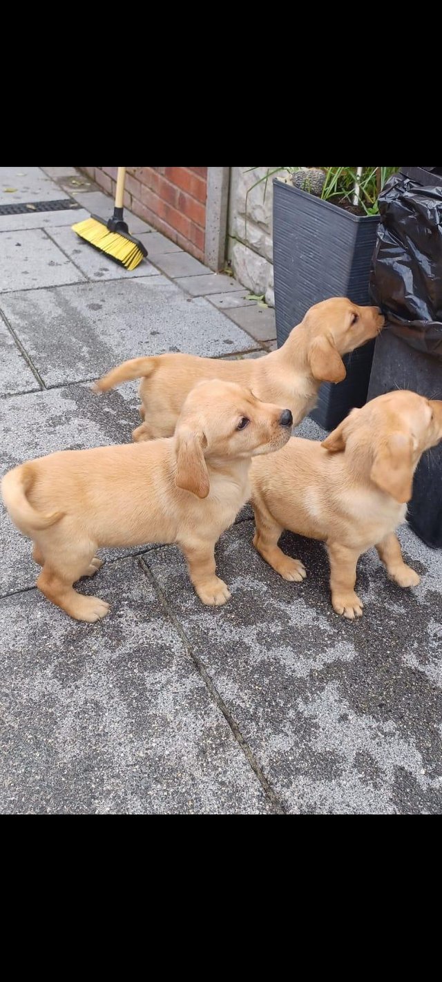 Preview of the first image of Georgious fox red labrador pups.