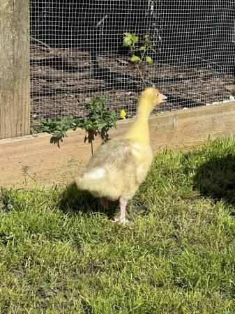 Image 2 of Embden goslings available now