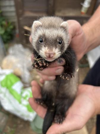 Image 1 of Ferrets For Sale - Bucks & Does