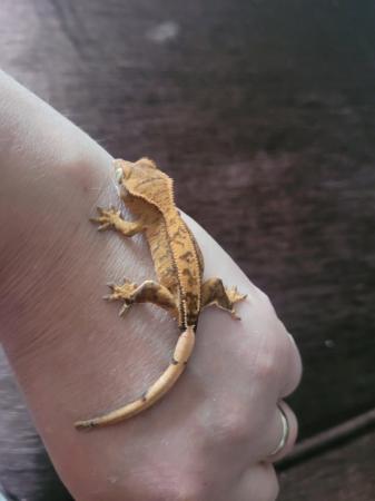 Image 5 of mixed crested geckos available