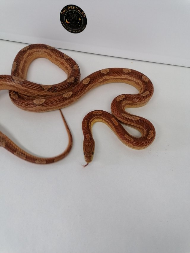 Preview of the first image of Corn snakes adult female proven breeders.