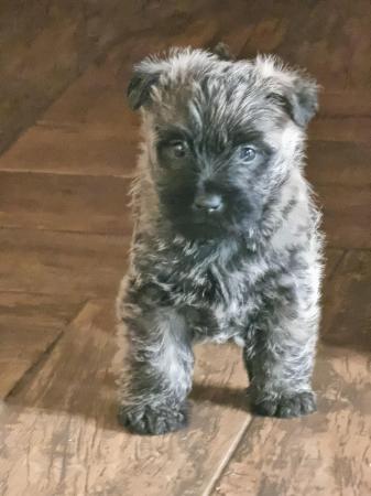 Image 1 of Outgoing Cairn terrier puppies boys
