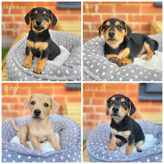 Preview of the first image of REDUCED! Dachshund cross puppies looking for forever homes.