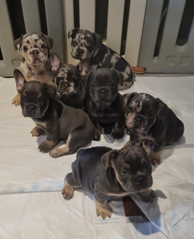 Preview of the first image of KC Registerd French bulldogs All FLUFFY carriers.