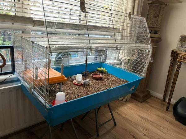 Image 4 of 7 Button Quails with Cage