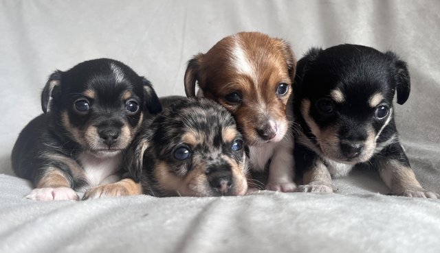 Preview of the first image of **REDUCED** 2 beautiful Jack-chi boy puppies ready 1/5/2024.