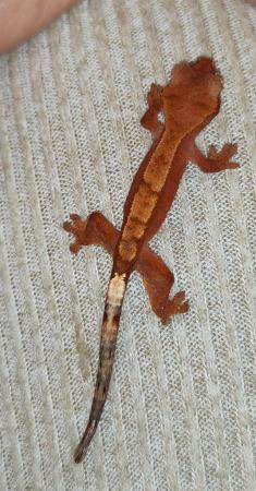 Image 20 of baby crested Geckos for sale..