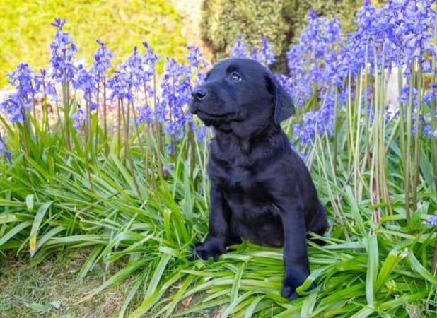 Image 5 of Black and yellow Labrador puppies