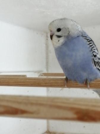 Image 4 of BABY BUDGIES for sale male and female from £20each