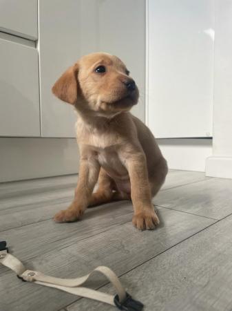 Image 7 of Beautiful Labrador puppies ready to go