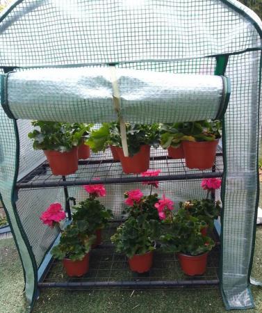 Image 15 of Mini Greenhouse for Plants & Seedlings