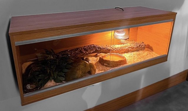 Preview of the first image of 5 Year old Corn snake and Full Viv set up..