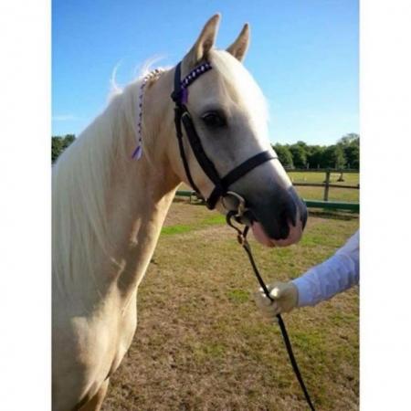 Image 1 of Mr Darcy 13” Palomino Gelding for part or full loan