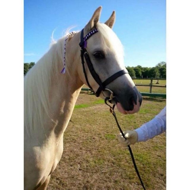 Preview of the first image of Mr Darcy 13” Palomino Gelding for part or full loan.