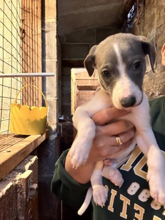 Image 1 of Beautiful working type whippet puppies