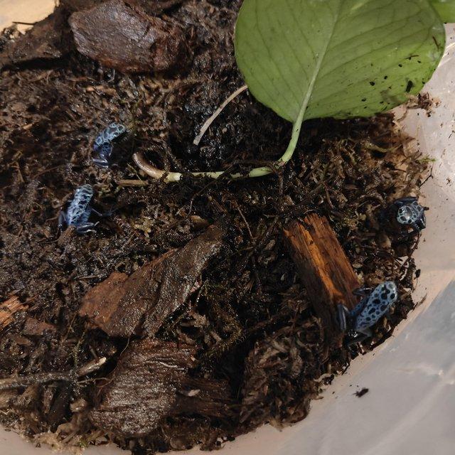 Preview of the first image of Dendrobates Tinctorius Azureus (Blue Poison Dart Frogs).