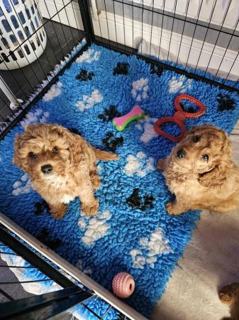 Image 4 of 2 male cavapoo puppys ready now