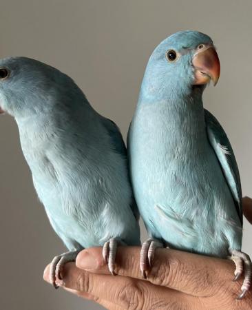 Image 4 of Handreared Silly Tame Baby Blue Ringneck Parrots