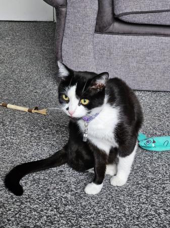 Image 1 of 4 year old female cat for re homing