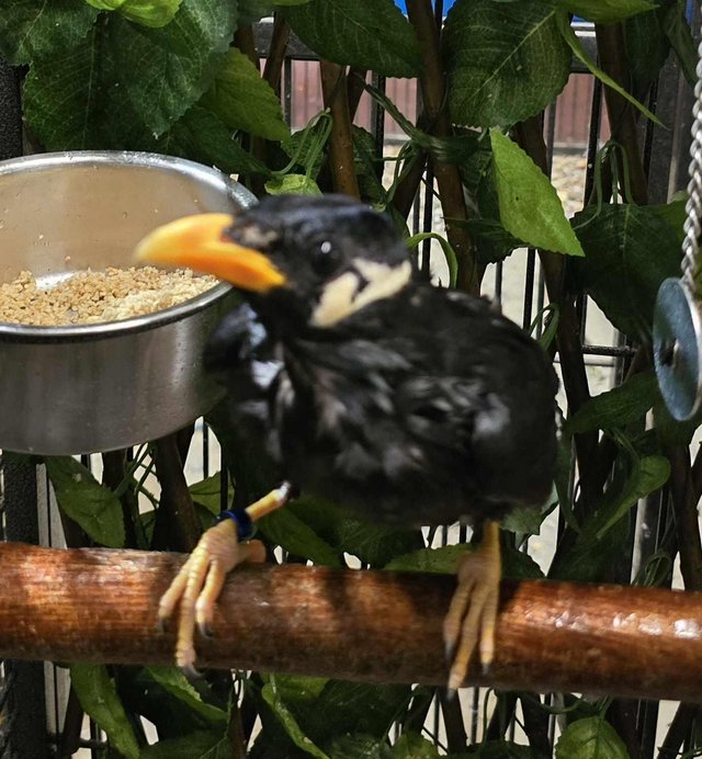 Preview of the first image of 2023 male greaterhill mynah bird.