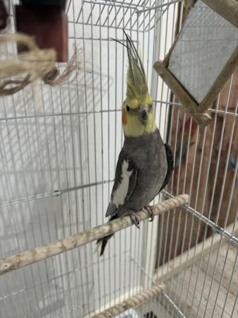 Image 5 of Male cockatiel with large  cage