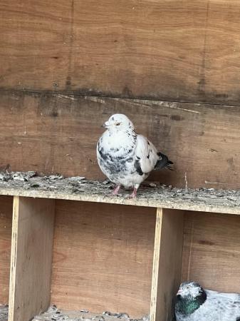 Image 4 of Beautiful pigeons available £10