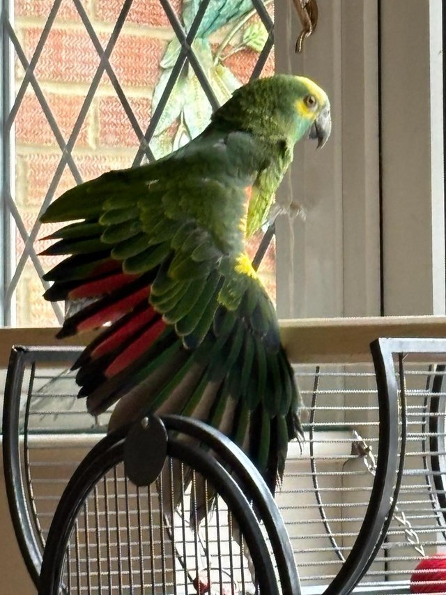 Preview of the first image of Blue Fronted Amazon Parrot.