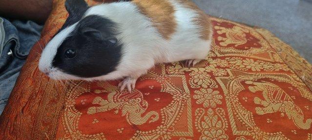 Image 2 of 9 week old male guinea pig