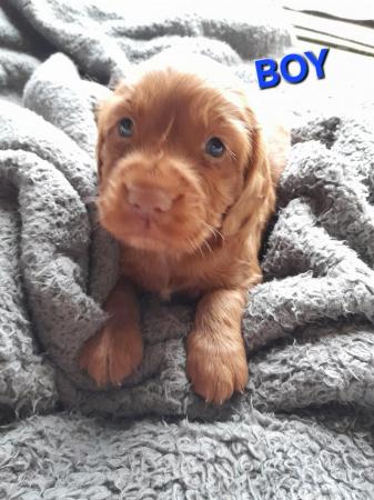 Image 6 of Working Cocker Spaniel Puppies