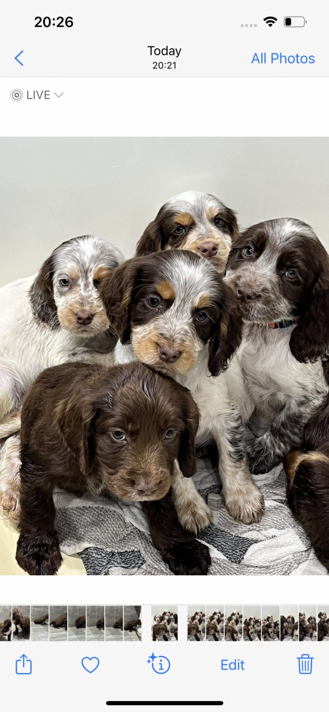 Preview of the first image of Cocker Spaniel Puppies for sale.