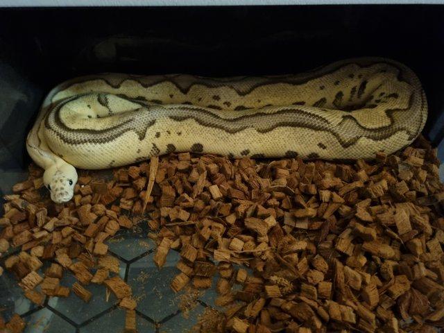 Preview of the first image of Royal python fire pastel leopard adult female..