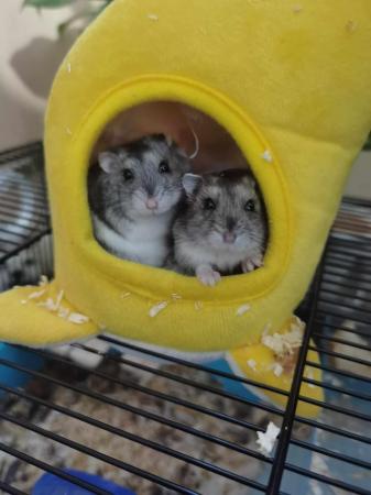 Image 1 of 2 boy dwarf hamsters for sale!