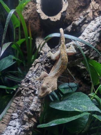 Image 3 of Healthy Crested Gecko in Need of a Forever Home