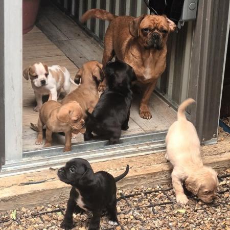 Image 4 of Pug x cavalier puppies ready now