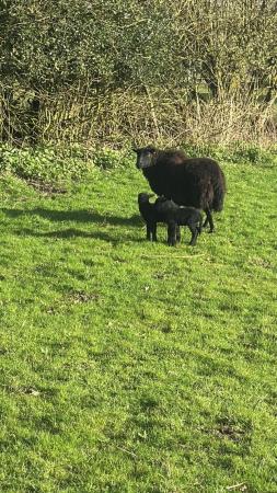 Image 2 of Black Welsh mountain sheep with lambs at foot