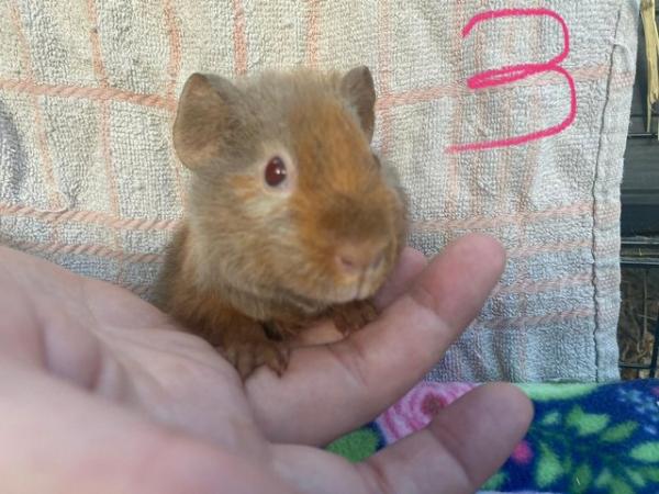 Image 10 of Babie guinea pigs boars and sows teddy & smooth