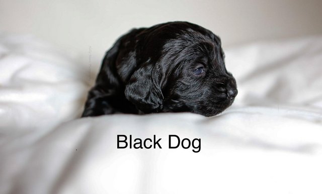 Image 10 of KC registered Working Cocker Spaniel Puppies