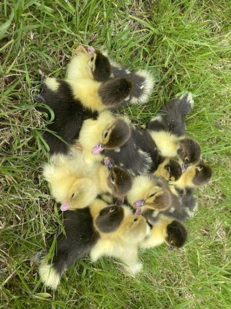 Image 1 of Muscovy Ducklings Black And White Pied