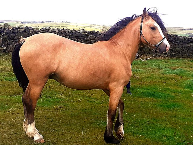 Preview of the first image of Stunning Welsh sec D gelding.