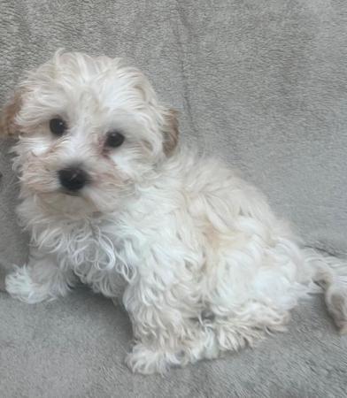 Image 7 of Ready Now Stunning Maltipoo puppies