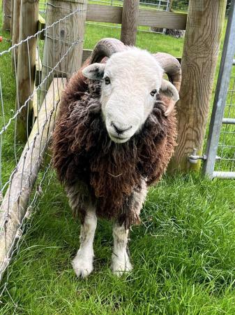 Image 1 of Herdwick Tup - 12 Months Old