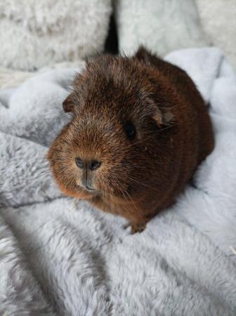 Image 7 of One year old guinea pig girl