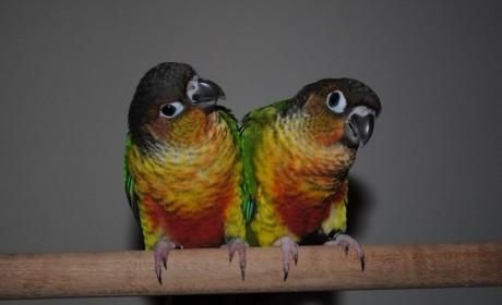 Image 5 of ......Baby Conure Parrots.....