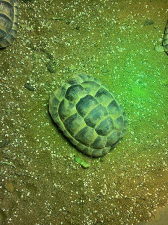 Image 5 of Spur- thighed tortoise For Sale