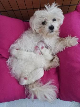Image 2 of Maltese puppies.Ready today( 1girl,2boys)