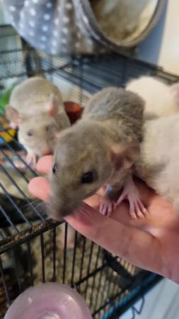 Image 4 of 100% tame baby rats. Guaranteed!!