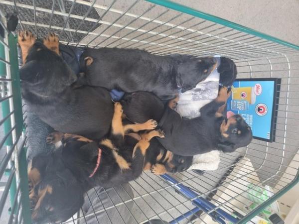 Image 5 of Beautiful Rottweiler puppies for Sale