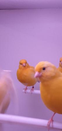 Image 3 of Yellow Canaries Available Now